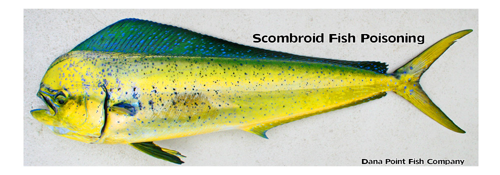 Scombridae - Wikipedia