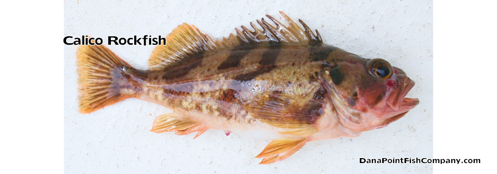Calico Rockfish – Sebastes Dalli | Dana Point Fish Company