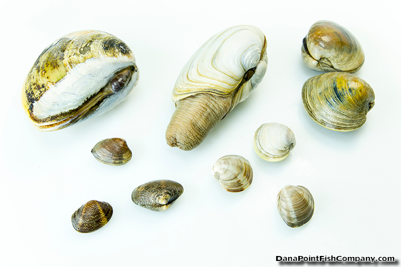 Clam Identification Chart