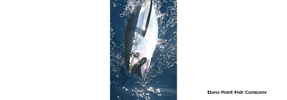 Albacore Tuna – Thunnus Alalunga
