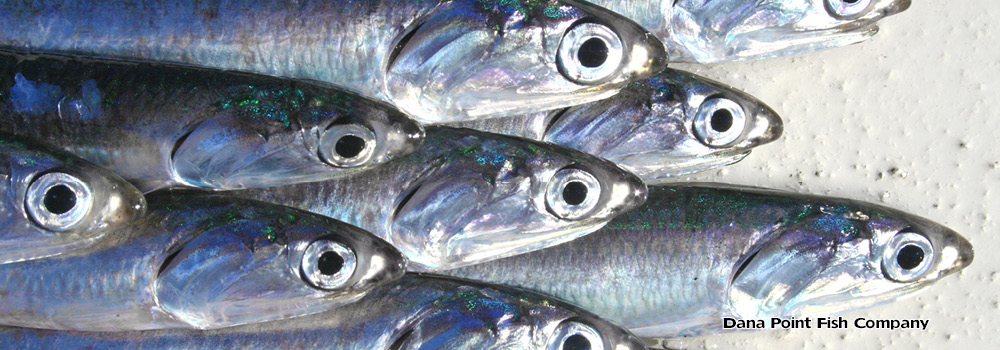 Northern Anchovy – Engraulis Mordax