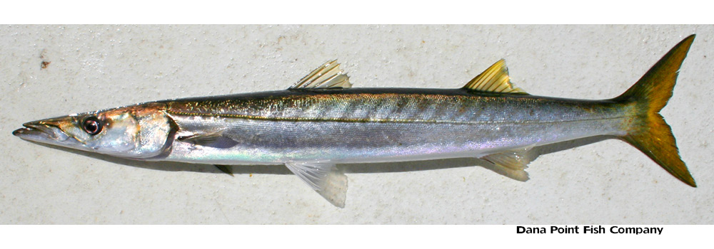 Pacific Barracuda – Sphyraena Argentea