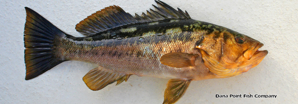 Calico Bass (Kelp Bass) – Paralabrax Clathratus