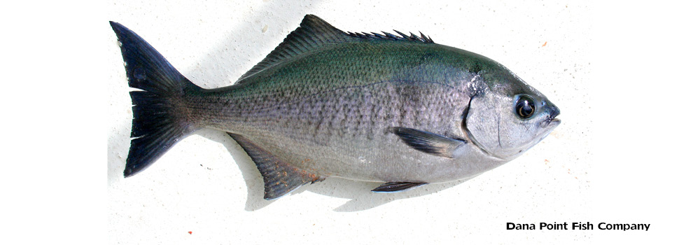 Catalina Blue Perch – Medialuna Californiensis