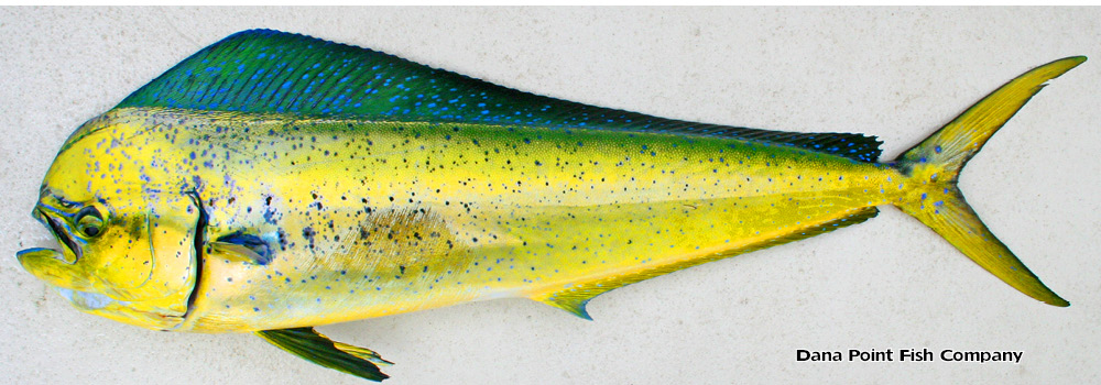 Dorado (Dolphinfish, Mahi Mahi) – Coryphaena Hippurus