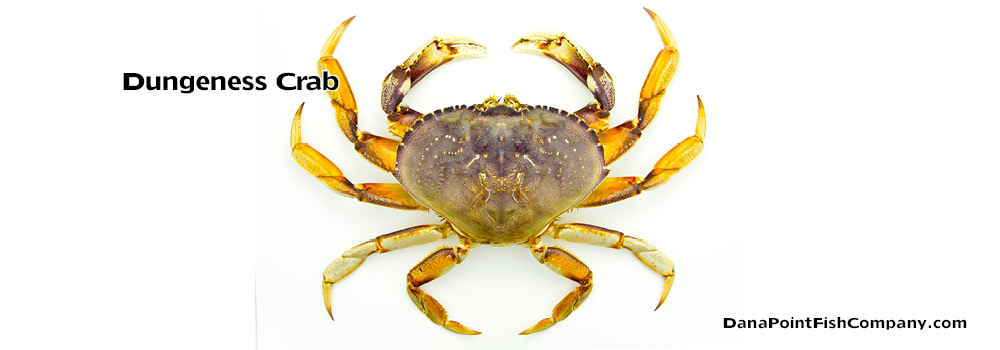 Dungeness Crab – Metacarcinus Magister
