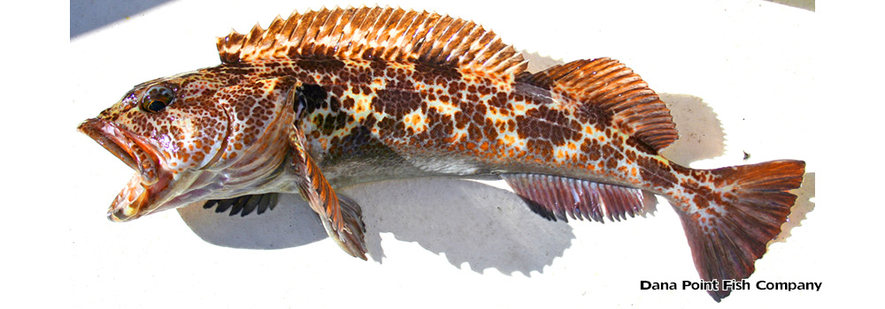 Lingcod – Ophiodon Elongatus