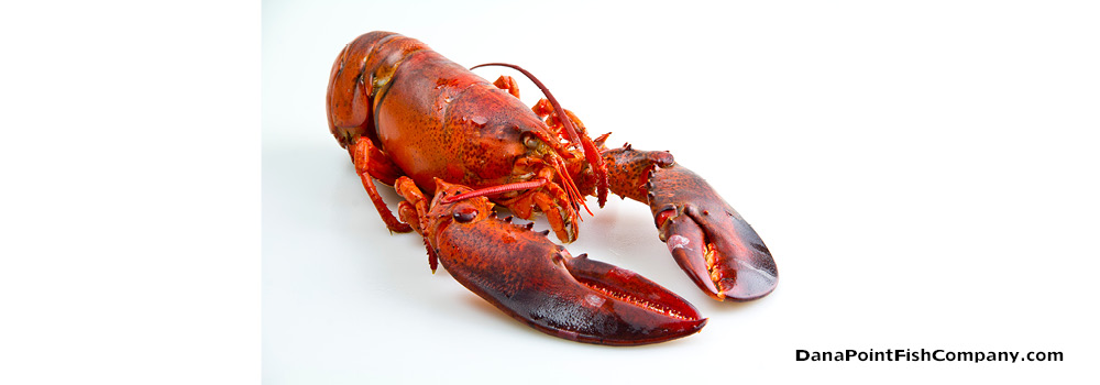 Removing Meat From a Maine Lobster