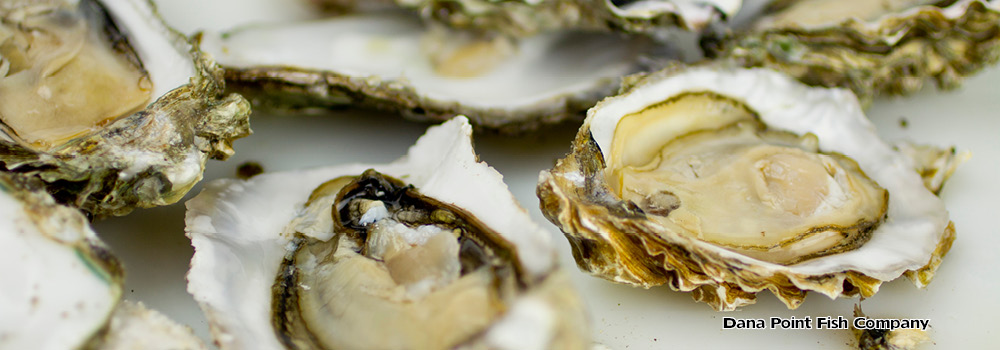 Oyster List – East Coast Varieties