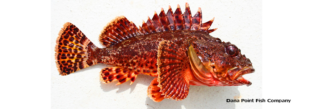 Scorpionfish (Sculpin) Scorpaena guttata