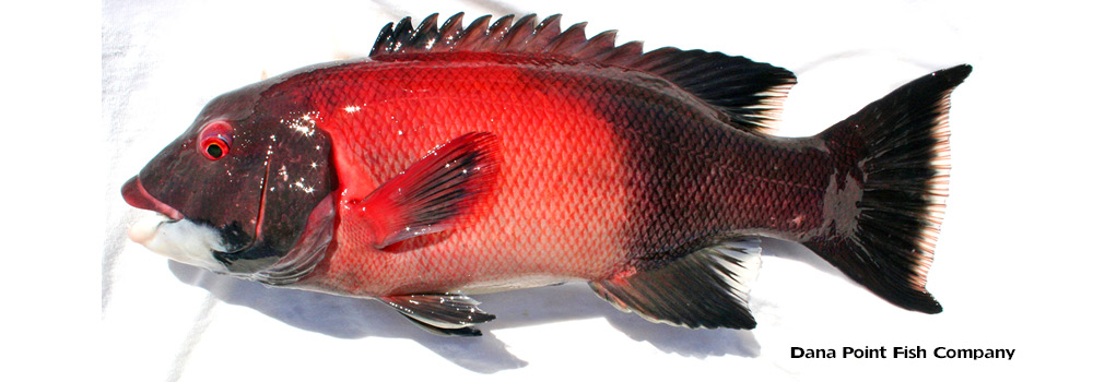 Sheephead (California) SEMICOSSYPHUS PULCHER