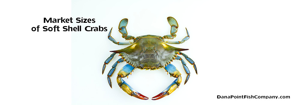 Market Sizing of Soft Shell Crabs