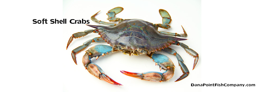 Soft Shell Crabs: Definition and Differences Between Hard Shell Crabs