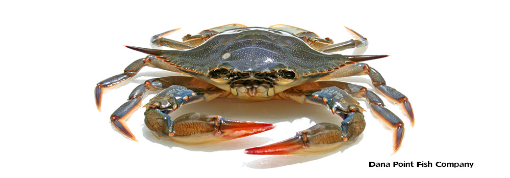 Female Atlantic Blue Crab Anatomy – Callinectes sapidus