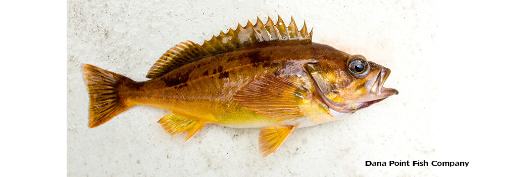 Squarespot Rockfish – Sebastes Hopkinsi