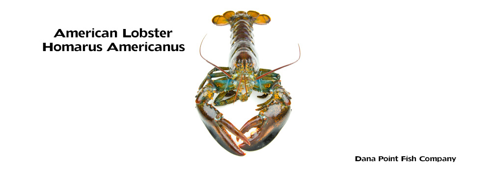 American Lobster – Homarus Americanus