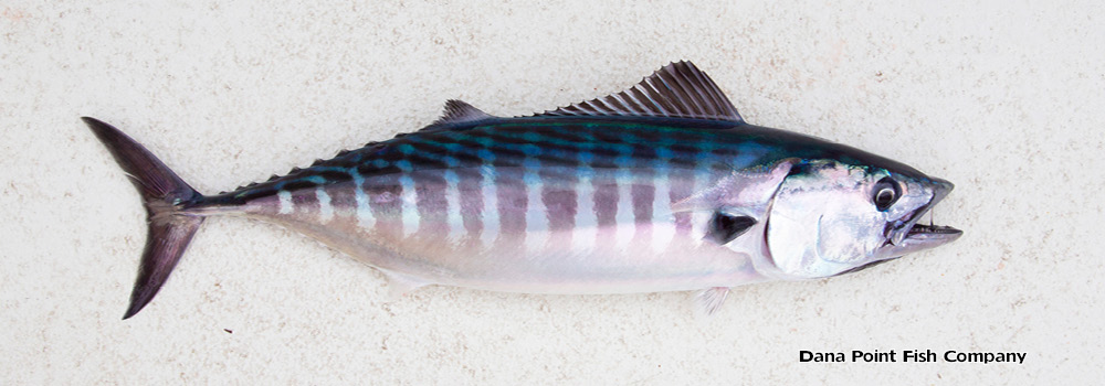 Bonito – Sarda Chiliensis