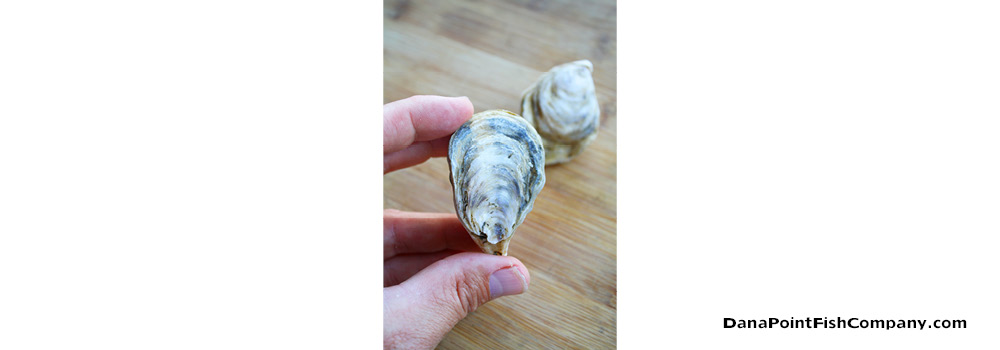 Oysters – Bivalve Mollusks