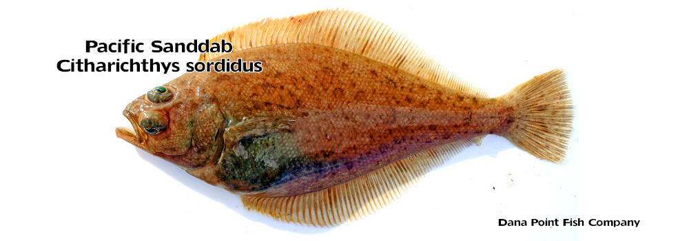 Pacific Sanddab – Citharichthys Sordidus