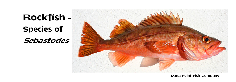 Rockfish – Species of Sebastodes