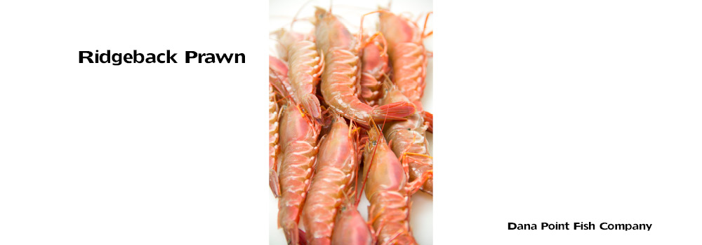 Ridgeback Prawn – Sicyonia ingentis