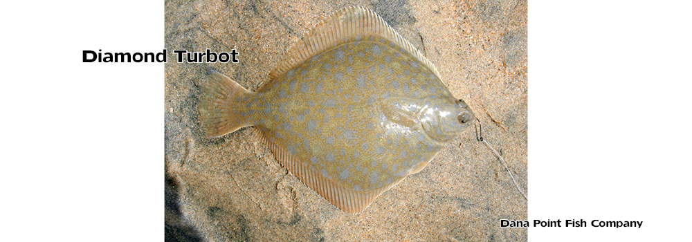 Diamond Turbot – Hypsopsetta Guttulata