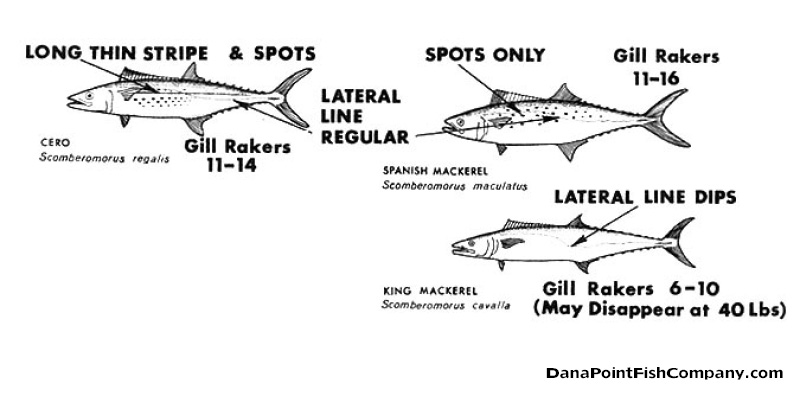 Spanish, King Mackerel: Identification