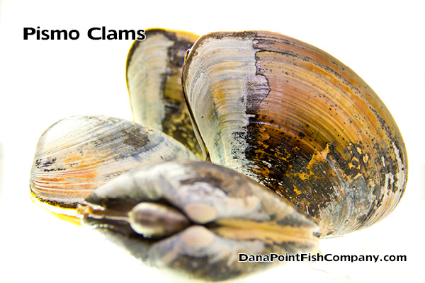 pismo-clams