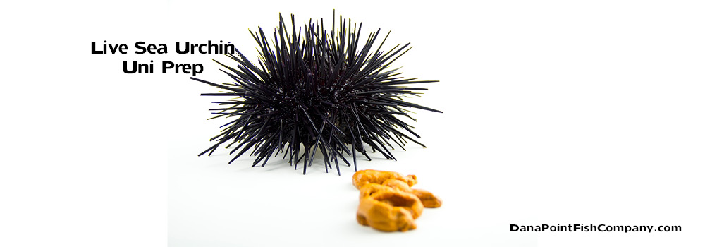 Sea Urchin Uni Prep