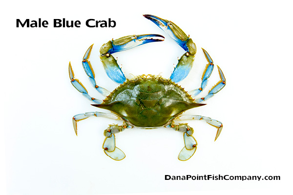 Male Atlantic Blue Crab – Callinectes sapidus