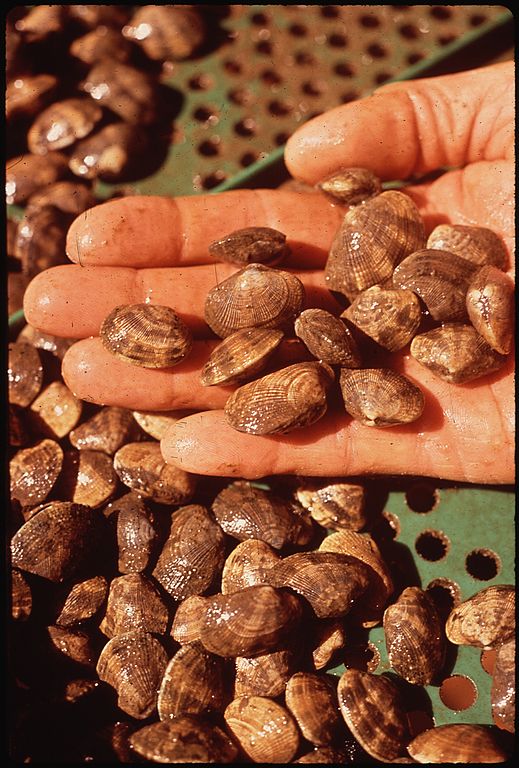 Cherrystone clams from seed in trays. Courtesy EPA, National Archives and Records Administration.