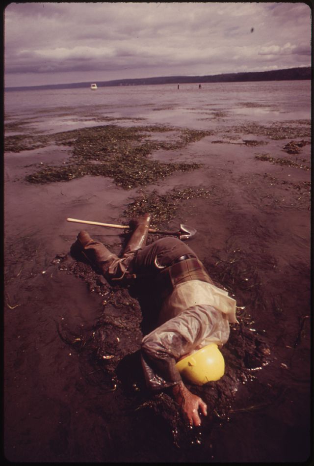 Ray Longmire of Olympia digging a geoduck clam on Dosewallips Tide Flats on the Hood Canal. Photo by Doug Wilson.