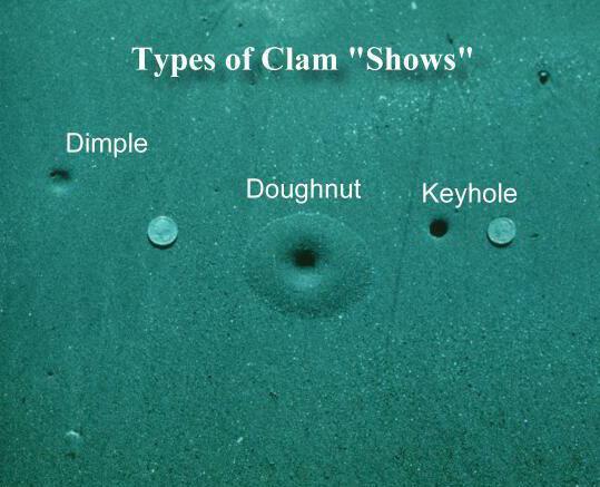 Types of Clam 'Shows' - courtesy Washington Department of Fish and Wildlife