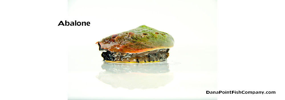 Abalone – Haliotis sp.