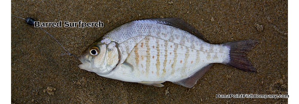 Barred Surfperch – Amphistichus Argenteus