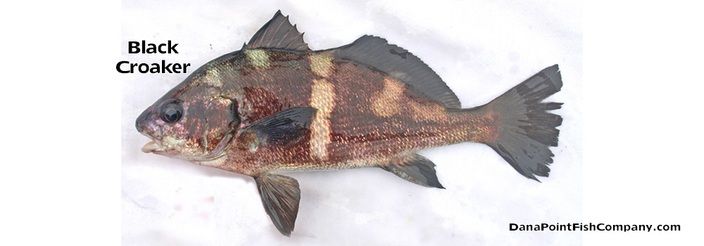 Black Croaker – Cheilotrema Saturnum