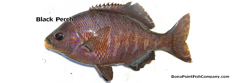 Black Perch – Embiotoca Jacksoni