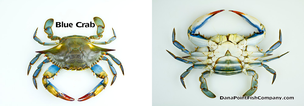 Preserved Blue Crab Callinectes