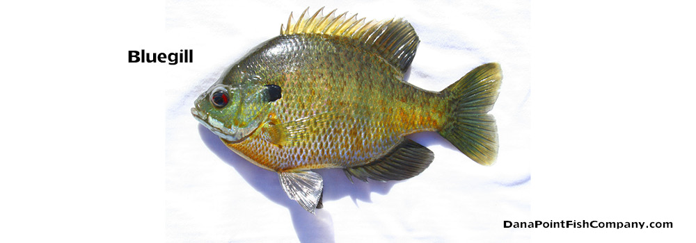 Bluegill – Lepomis Macrochirus