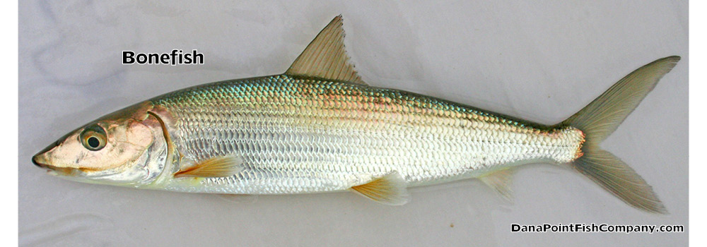 Bonefish – Albula Vulpes