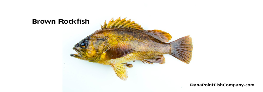 Brown Rockfish – Sebastes Auriculatus