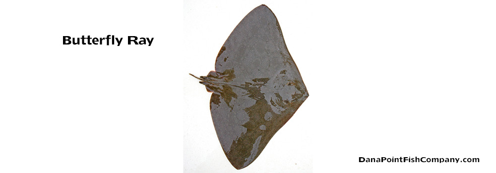 Smooth Butterfly Ray – Gymnura micrura