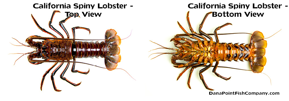 California Spiny Lobster - top and bottom views