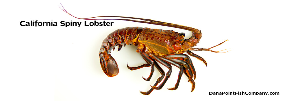 California Spiny Lobster – Panulirus Interruptus