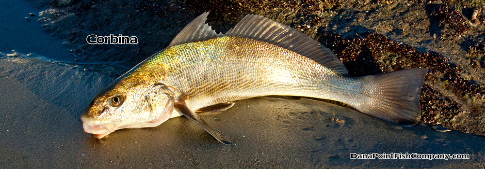 Corbina – Menticirrhus Undulatus