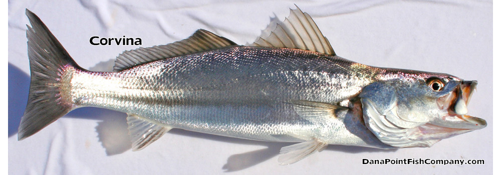 Shortfin Corvina – Cynoscion parvipinnis