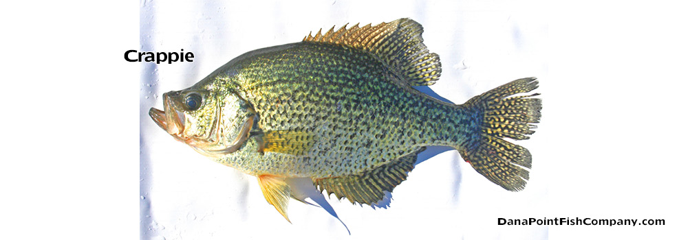 Black and White Crappie