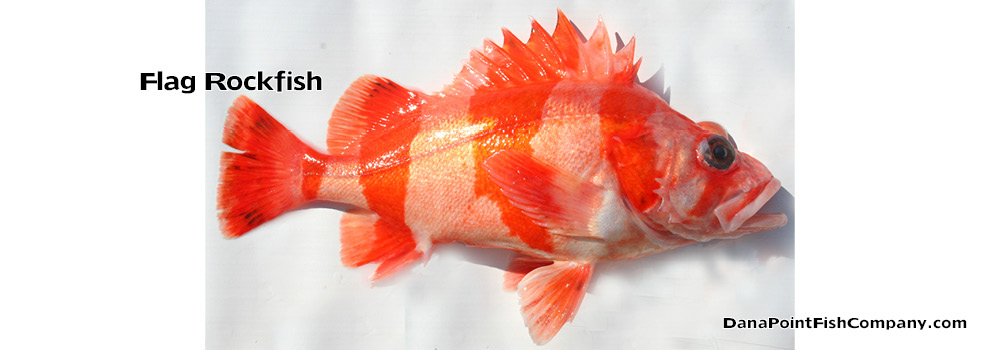 Flag Rockfish – Sebastes Rubrivinctus