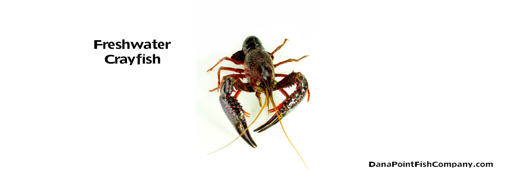 Freshwater Crayfish