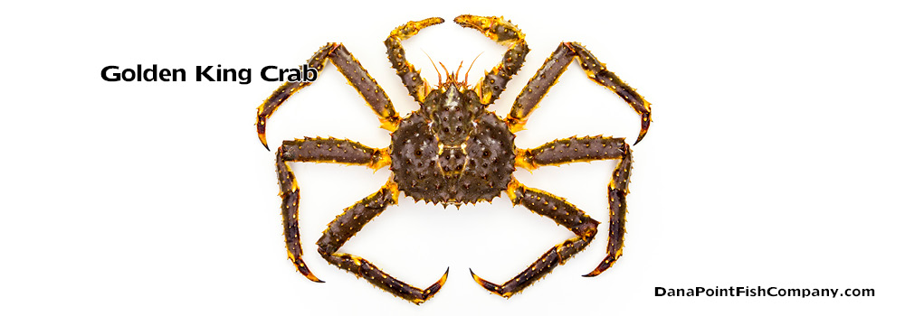 Golden King Crab – Lithodes Aequispinus